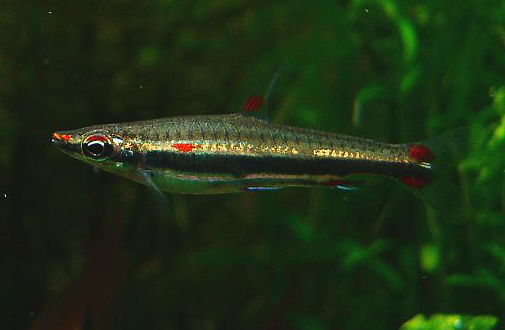 Nannostomus trifasciatus